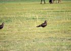 Zwarte wouw (oostelijk) (black-eared kite) Milvus migrans lineatus  - Kharkhorin 16-08-2016 (2)